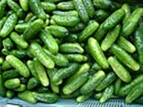 Pickling F1 – Foto 2