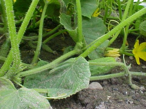 Pickling F1 – Foto 3