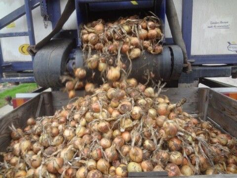 Picko Bello Onion Sets – Foto 2