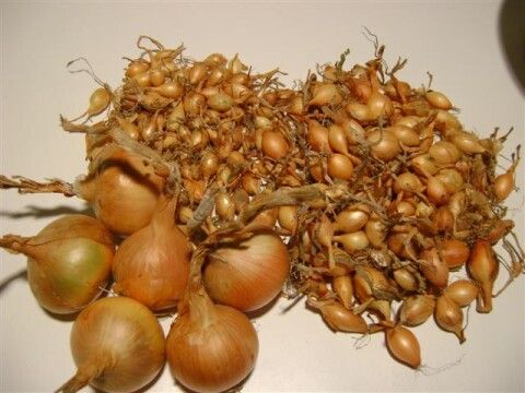 Picko Bello Onion Sets – Foto 3